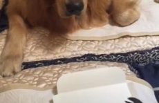 狗狗可以吃网红瓜吗,狗狗能否品尝网红瓜果的甜蜜诱惑？