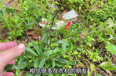民权网红草,绿色奇迹，助力乡村振兴新篇章