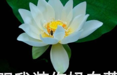 网红吃瓜头像微信背景图,揭秘微信背景图新潮流